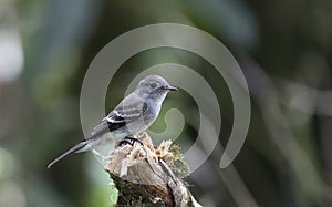 Eastern Wood Pewee Contopus virens perched