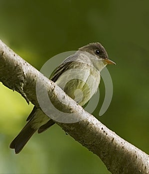 Eastern Wood Pewee, Contopus virens, perched on branch