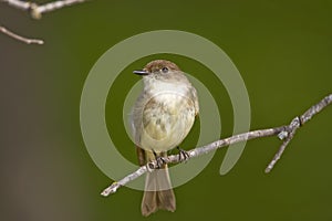 Eastern Wood-Pewee perched