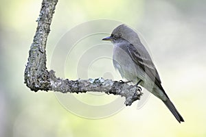 Eastern Wood-Pewee perched on a branch