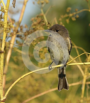 Eastern Wood-Pewee