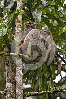 Eastern Woolly Lemur - Avahi laniger