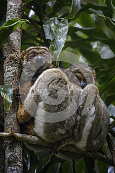 Eastern Woolly Lemur - Avahi laniger