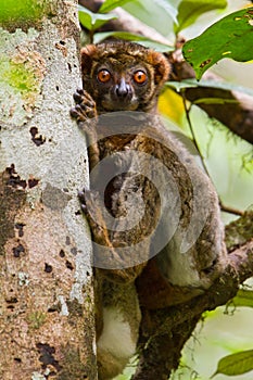 Eastern Woolly Lemur, Avahi laniger