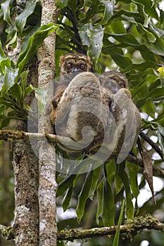 Eastern Woolly Lemur - Avahi laniger photo