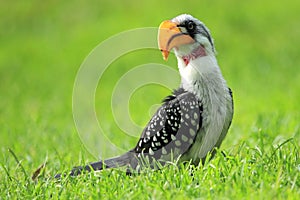 Eastern yellow-billed hornbill