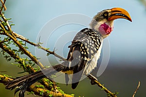 Eastern Yellow Billed Hornbill