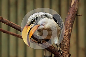 Eastern yellow-billed hornbill (Tockus flavirostris).