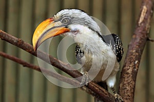 Eastern yellow-billed hornbill (Tockus flavirostris).