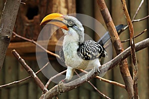 Eastern yellow-billed hornbill (Tockus flavirostris). photo