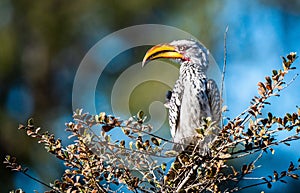 Eastern yellow-billed hornbill (Tockus flavirostris) resting on the tree on the blurred background