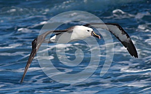 Eastern Yellow Nosed Albatross in Australasia