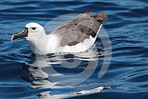 Eastern Yellow Nosed Albatross in Australasia