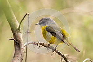 Eastern Yellow Robin of Australia