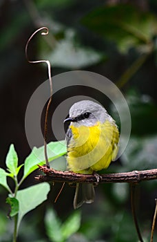 An eastern yellow robin in an Australian rainforest