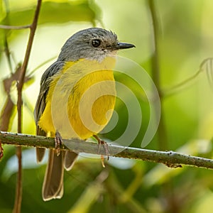 Eastern yellow robin Eopsaltria australis