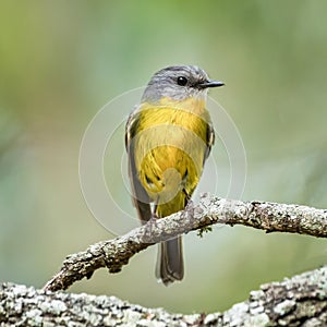 Eastern  yellow robin on a perch