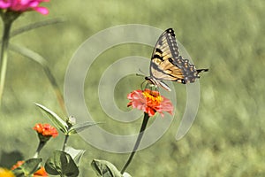 Eastern Yellow Swallowtail Butterfly 2