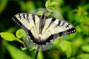 Eastern Yellow Tiger Swallowtail Butterfly