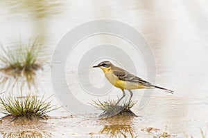 Eastern Yellow Wagtail, small passerine bird in yellow standing