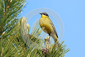 Eastern Yellow Wagtail in summer in the north of Western Siberia