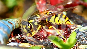 Eastern Yellowjacket Eating Snake