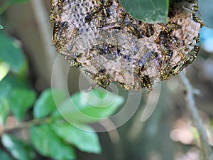 Eastern Yellowjacket paper wasps hive in green leaf plant tree, Group of European hornet or Common Vespa in forest