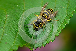 Eastern Yellowjacket - Vespula maculifrons