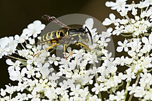 Eastern Yellowjacket - Vespula maculifrons