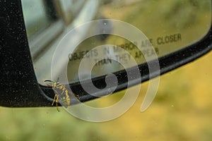 Eastern Yellowjacket Vespula maculifrons