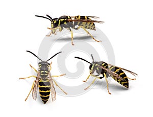 Eastern Yellowjacket Worker Wasp