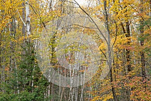The Eastside Trail in Lincoln Woods, White Mountain National Forest, New Hampshire