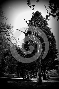 Eastwood Old Cemetery, Glasgow photo