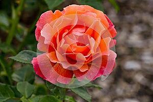 Easy Does It Rose Flower