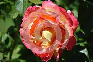 Easy Does It variety rose yellow peach color