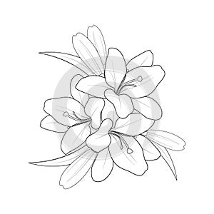 easy hibiscus flower drawing, easy hibiscus flower sketch. hand drawn hibiscus flower coloring page for kids