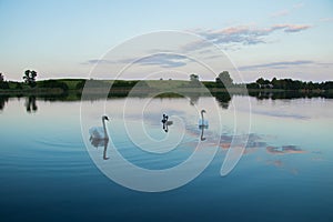 Bright lake with swans reeds forest and bridge at sunny summer day