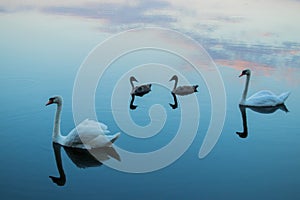 Lake with swans reeds forest and bridge at calm eavening summer day