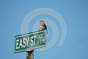 Easy Street