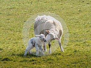 An Easycare breed ewe nuzzles her newborn lamb, just afew hours old. photo
