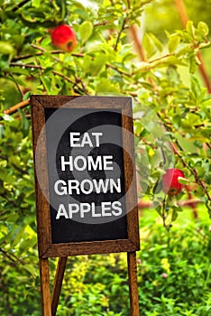 Eat home grown apples