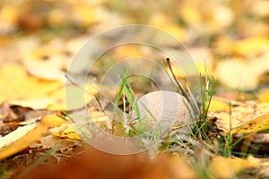 Eatable mushroom - Common puffball