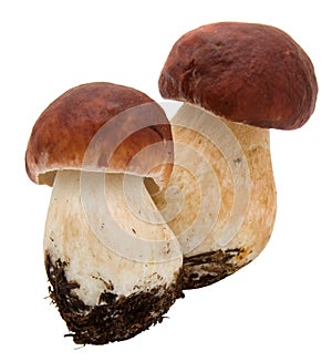 eatable mushrooms photo