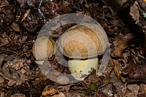 Eatable mushrooms iodine bolete or Boletus impolitus Latin: Hemileccinum impolitum  in a oak forest, closeup