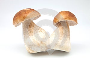 Eatable mushrooms joined photo