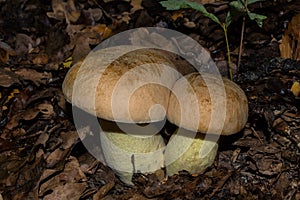 Eatable mushrooms in a oak forest. Iodine bolete or Boletus impolitus Latin: Hemileccinum impolitum, closeup