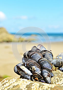 Eatable mussels photo