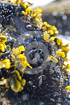 Eatable mussels on a beach and sea, shells