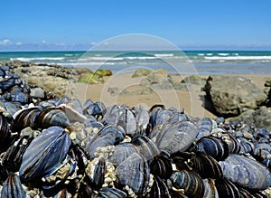 Eatable mussels on a coast