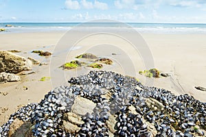 Eatable mussels on rocks photo